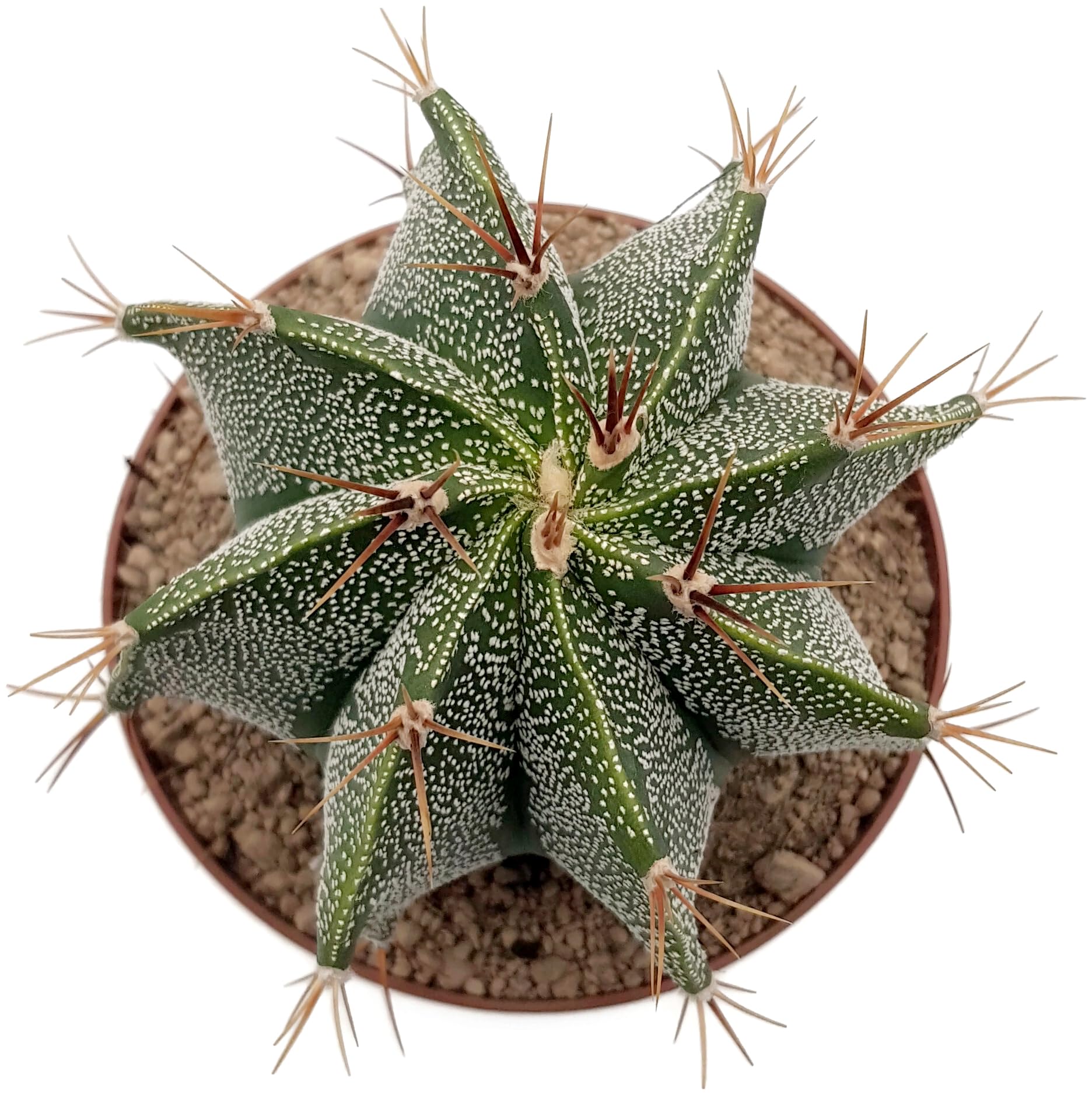 rundes bambus wandregal Wandregal Rund 70cm