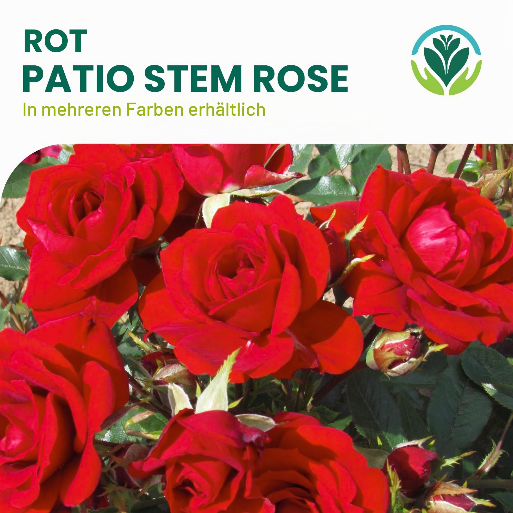 Rot Standardstamm Bunte Rosenpflanzen für den Außenbereich, blühende Gartenrosen in Pflanzgefäßen (120-140cm)