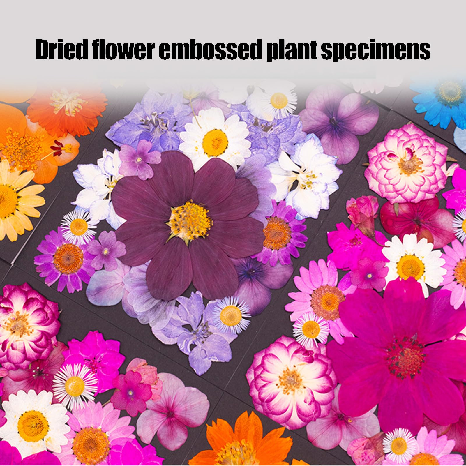 Fiori secchi Naturali per segnalibri, creazione Candele per Gioielli, Foglie pressate Naturali per lavori artistici Fatti a Mano per Arte in Resina