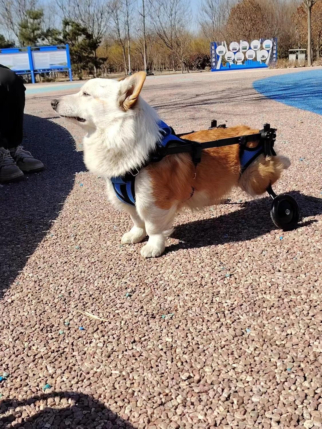 Fauteuil roulant pour chien handicapé, aide pour chien handicapé, poussette légère et réglable, convient aux chiens de petite et moyenne taille (dernier modèle) (bleu-S)