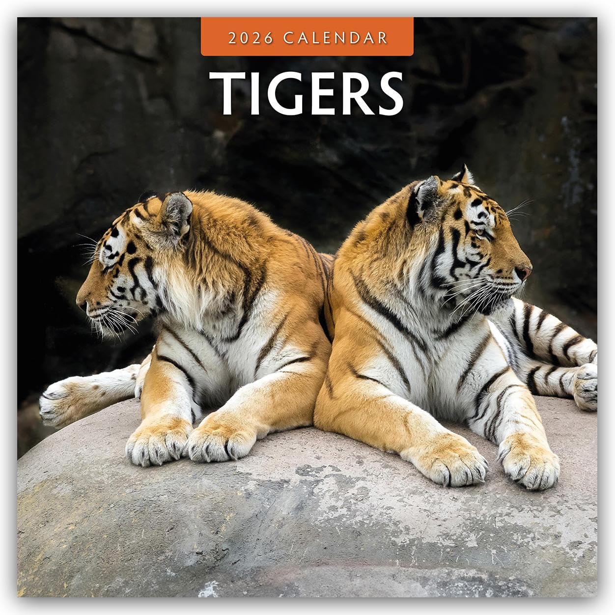 Tigers 2026 Square Wall Calendar