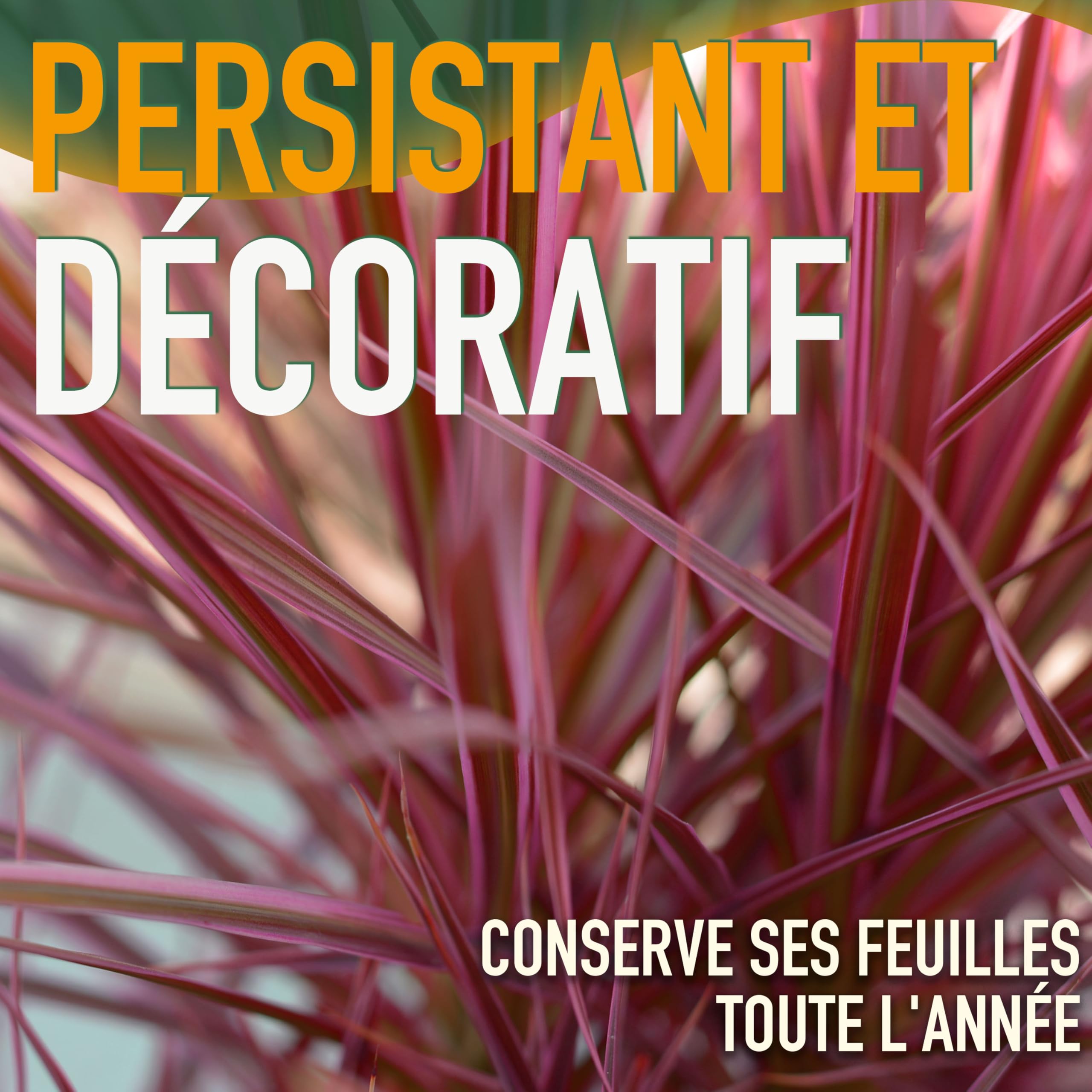Cordyline australis Red Star Lys géant 100 cm pot 10 l plante de jardin rustique intérieur extérieur