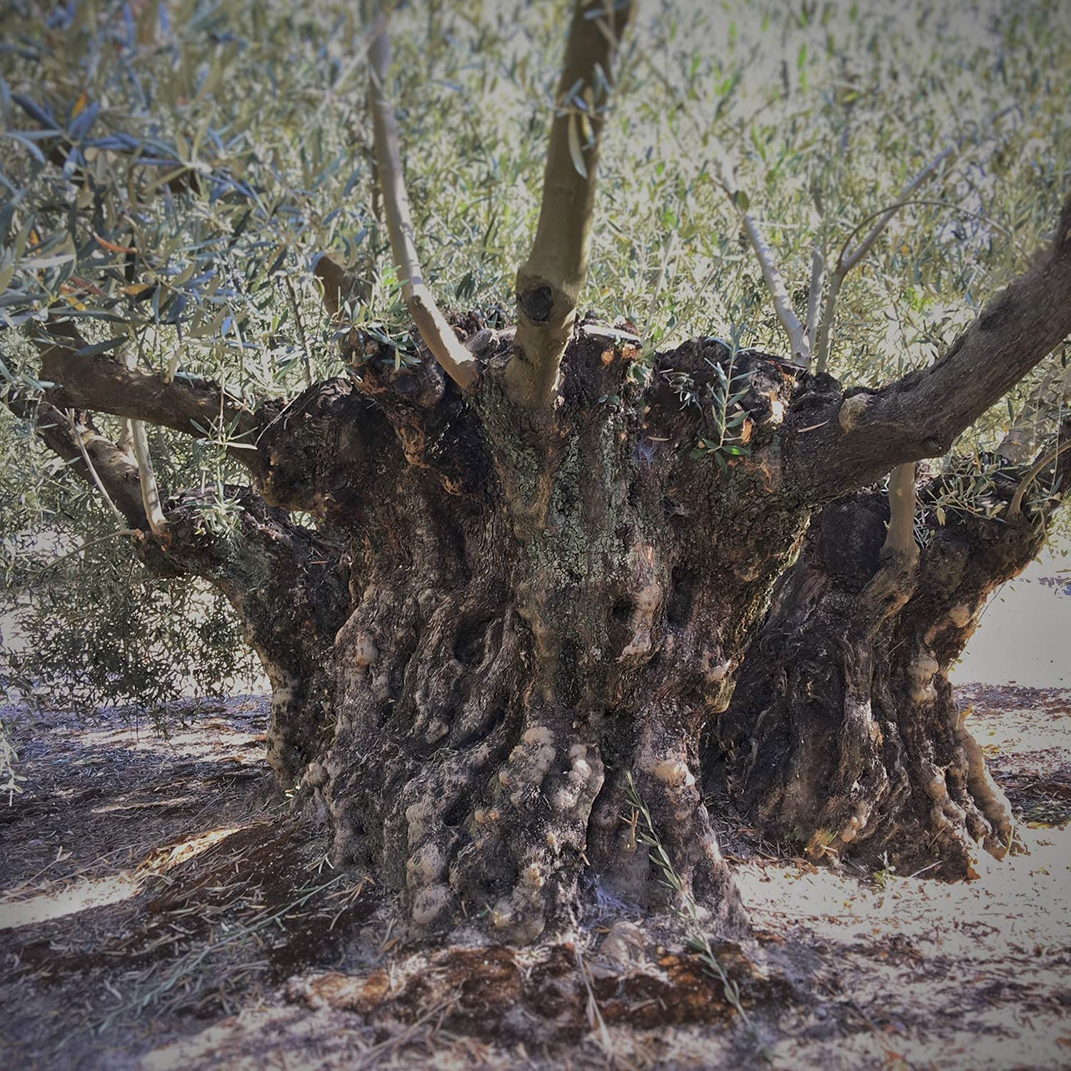 Aceite de Oliva Virgen Extra - Hojiblanca - 3 garrafas de 5 Litros – Extracción en frío – Olivar tradicional - Parque Natural de la Subbética Rute, Córdoba, Andalucía - [PRODUCTO DE ESPAÑA]