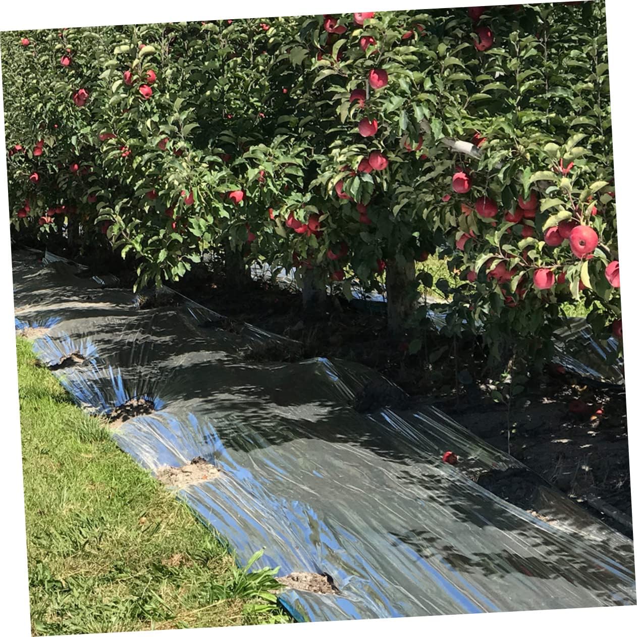 Hemoton High Reflective Plant Growth Polyethylene Film for Outdoor Greenhouses 10ft x 25ft Silver Reflective Gardening Cover UV Protection for Winter Plant Care