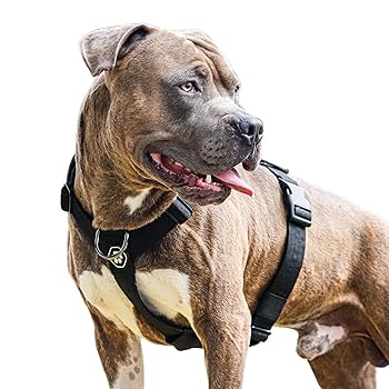 Amazon.com : Spark Paws No Pull Dog Harness for Large Dogs