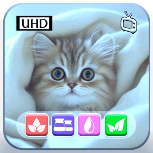 Süße Kätzchen Katzen Bildschirmschoner