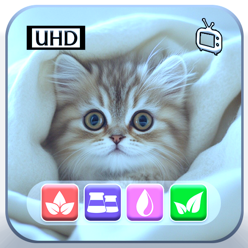 Süße Kätzchen Katzen Bildschirmschoner