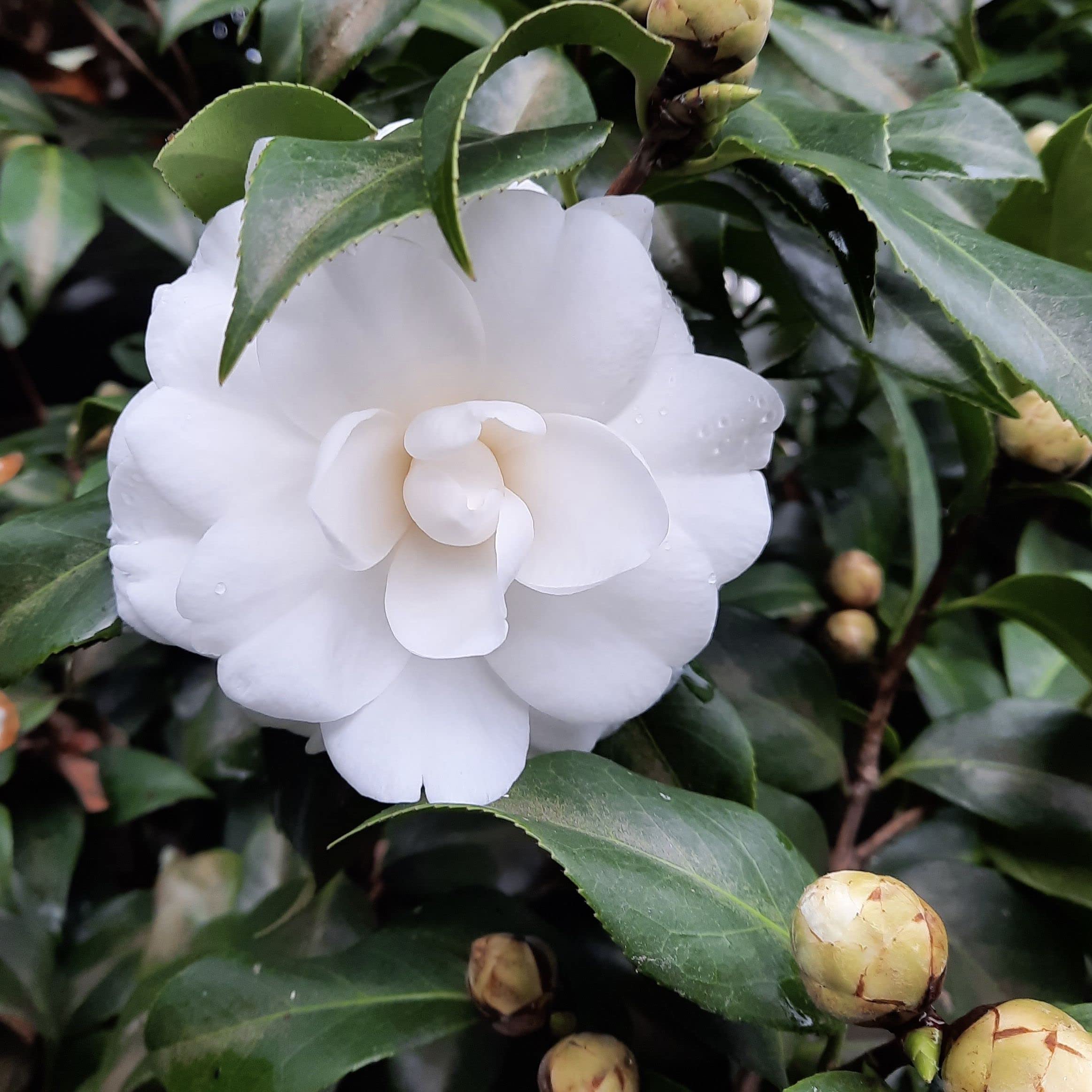 Very Beautiful Camellia Japonica Kamiliya Flower (Queen of Winter) Live Pant Original Variety (WHITE) (B0BRNL6BJ1) Amazon Price History, Amazon Price Tracker