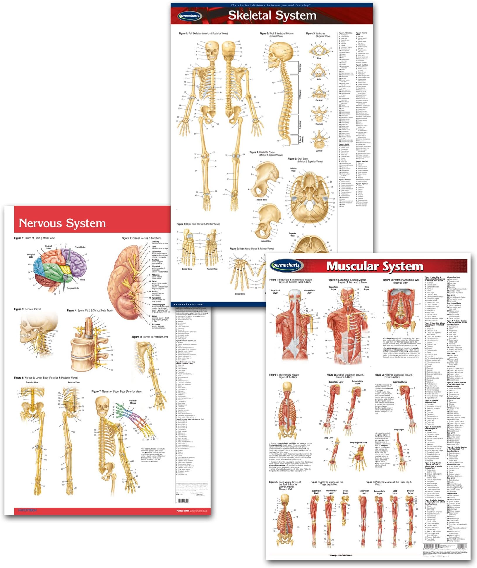 Permacharts Physiotherapist Medical Anatomy Office Art Poster Bundle - 3 laminated 24" x 36" medical wall posters of the Skeletal System, Muscular System and Nervous System