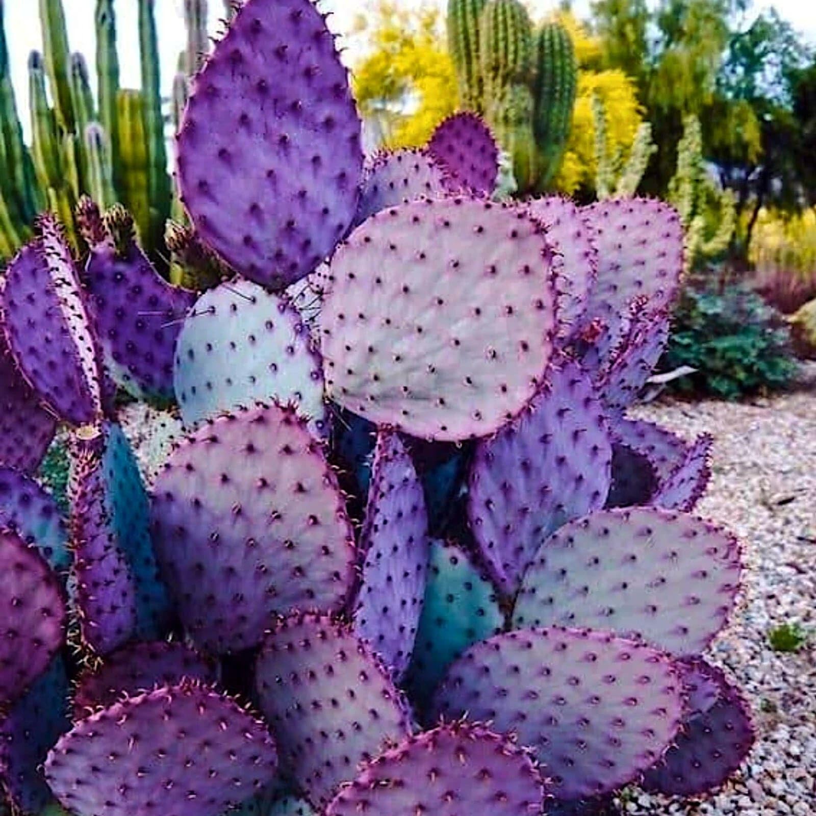 Amazon.com : 10 Purple Cactus Seeds (Opuntia Santarita) - Rare Prickly Pear  Fruit : Patio, Lawn & Garden