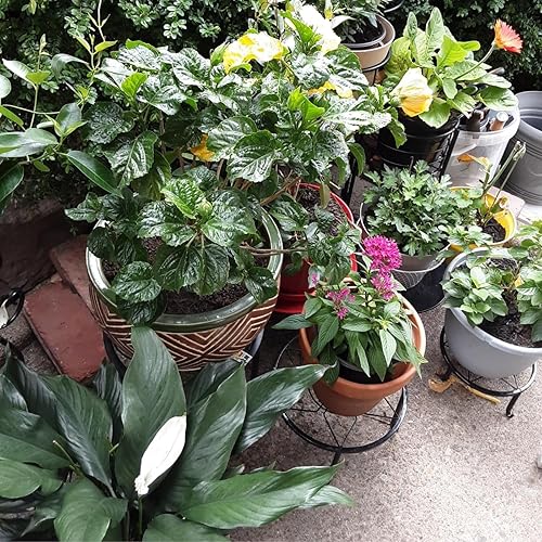 Miniatura 3 de Paquete de 4 soportes de metal negro para macetas de piso para plantas de interior y exterior de 23 cm, soporte para macetas de flores resistente,