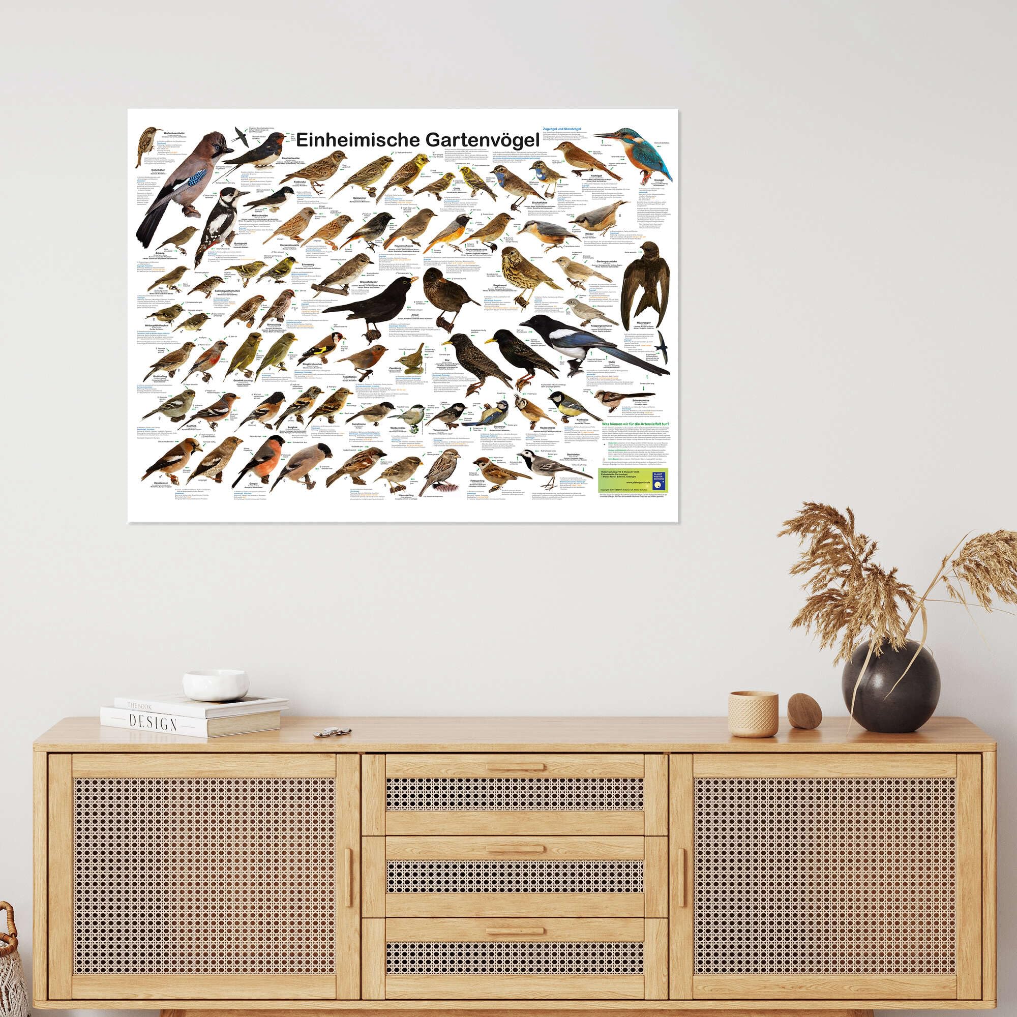 Posterlounge Einheimische Gartenvögel Poster