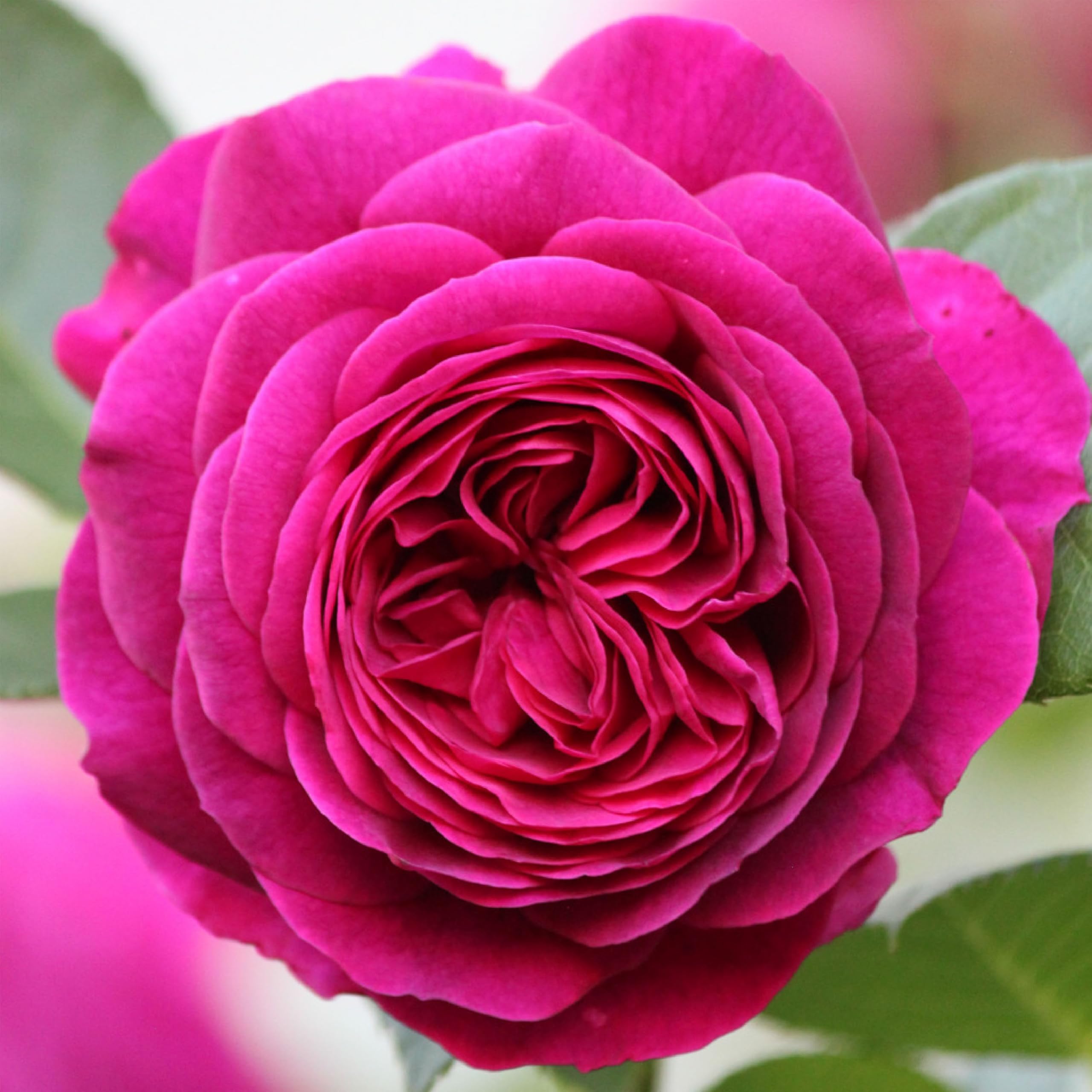 Heirloom Floribunda Rose Celestial Night