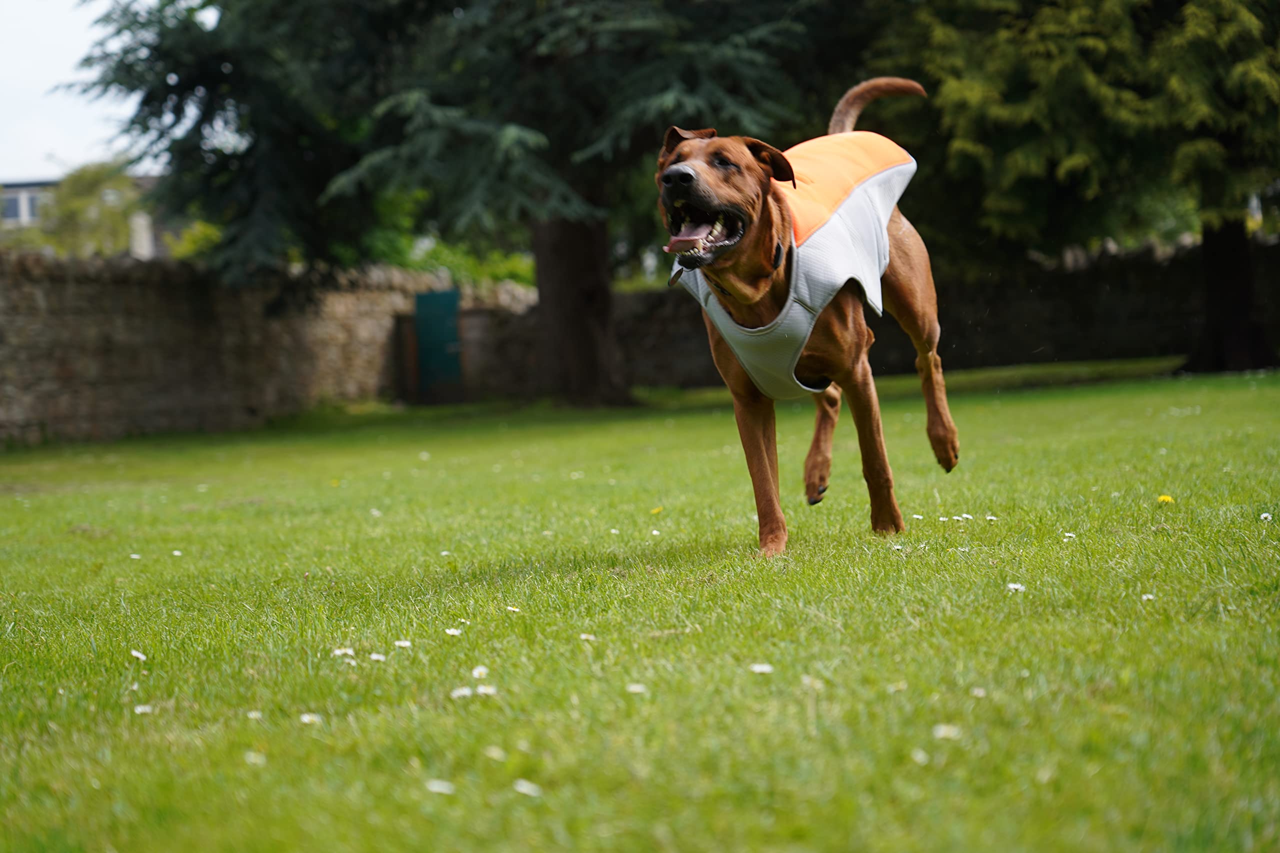 Gilet rinfrescante per cani - comfort e freschezza per il tuo compagno Canin! (L, Arancione)
