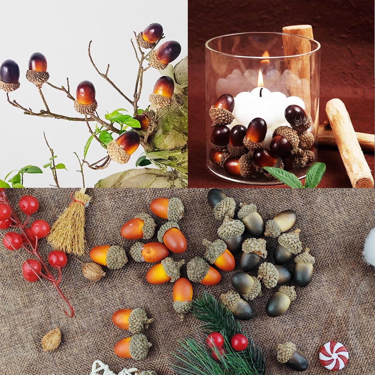 La Ghianda è Una Frutta Della Quercia, Famiglia Dei Faggi Immagine