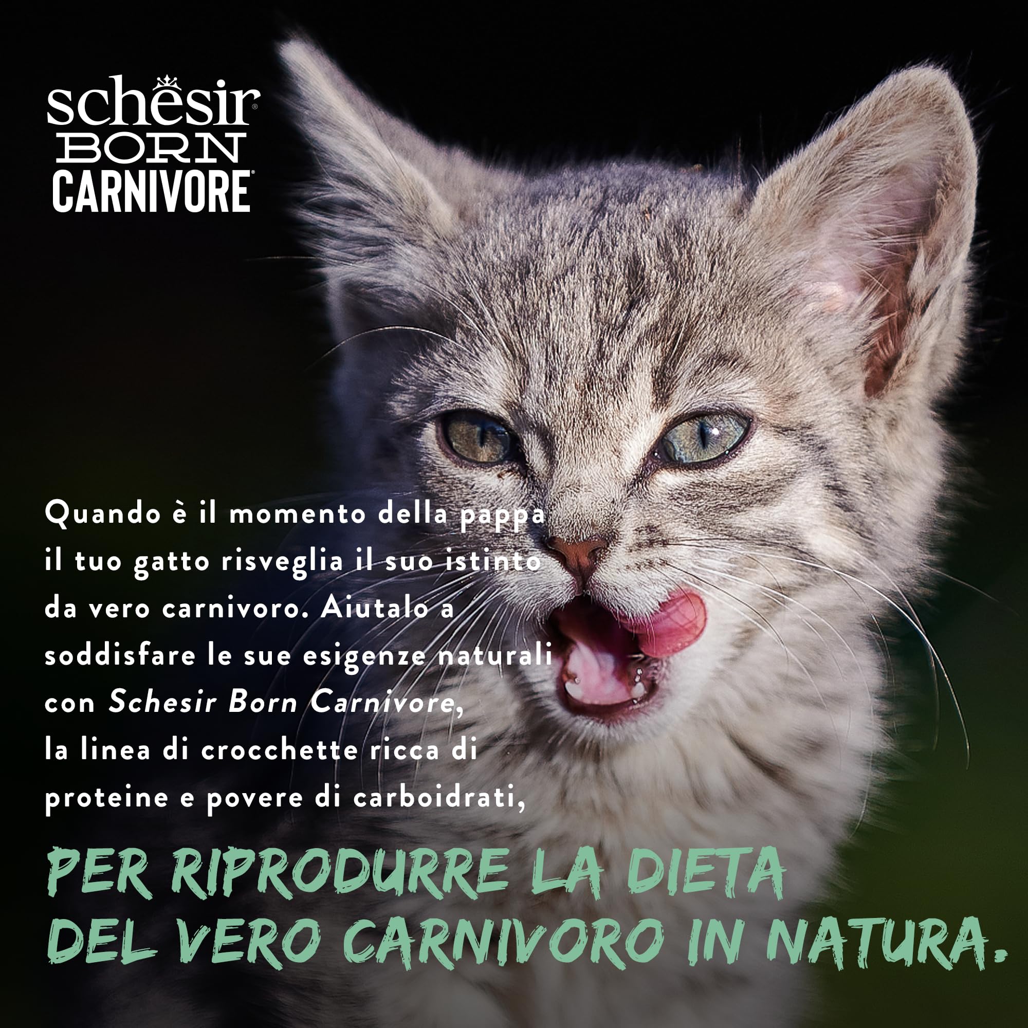 Schesir Born Carnivore Baby, saveur Poulet et œuf, croquettes pour Chatons, croquettes cuites au Four (Sachet de 1,25 kg)