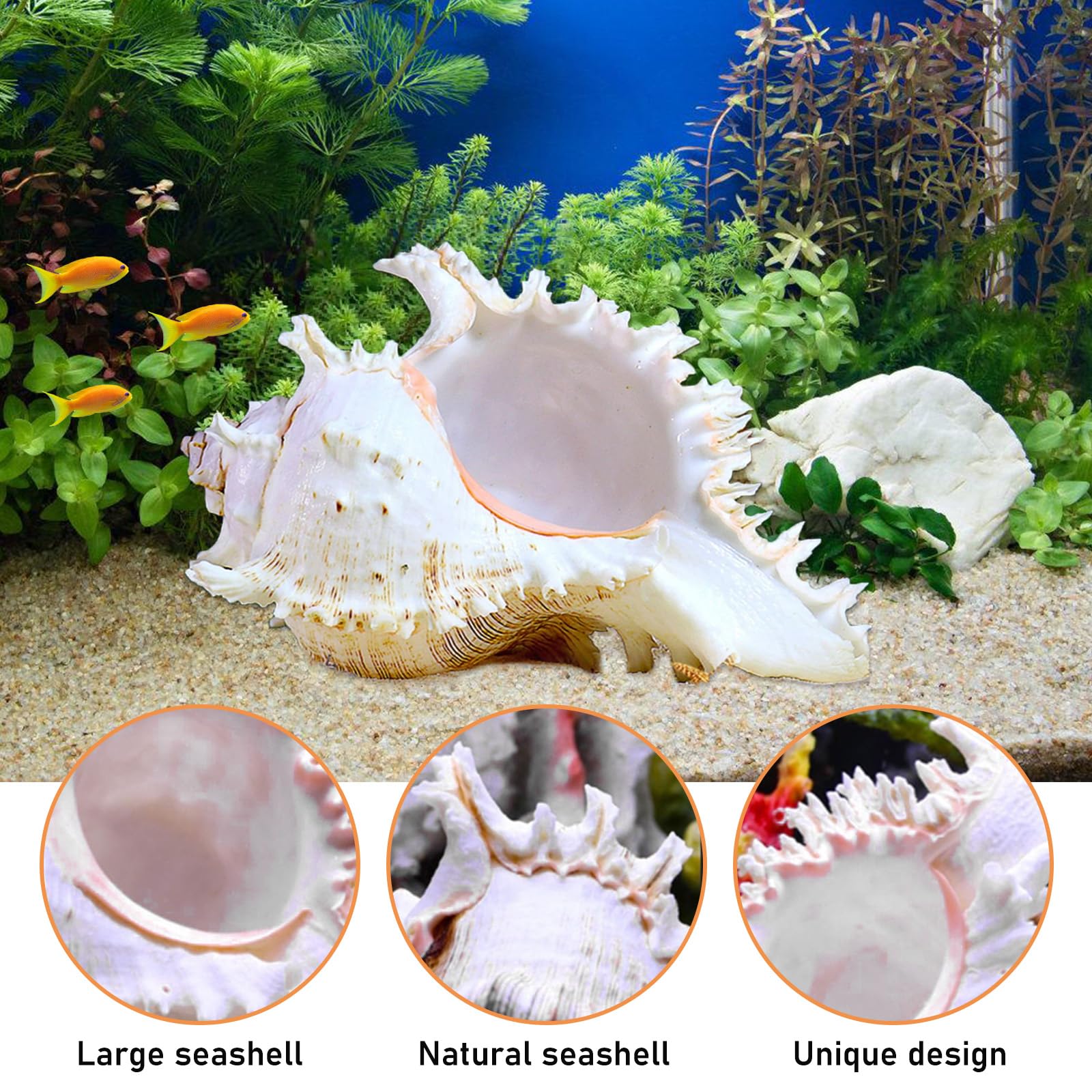 Grote schelp met strand schelpen - Knutselspullen kopen? | Korting tot 29