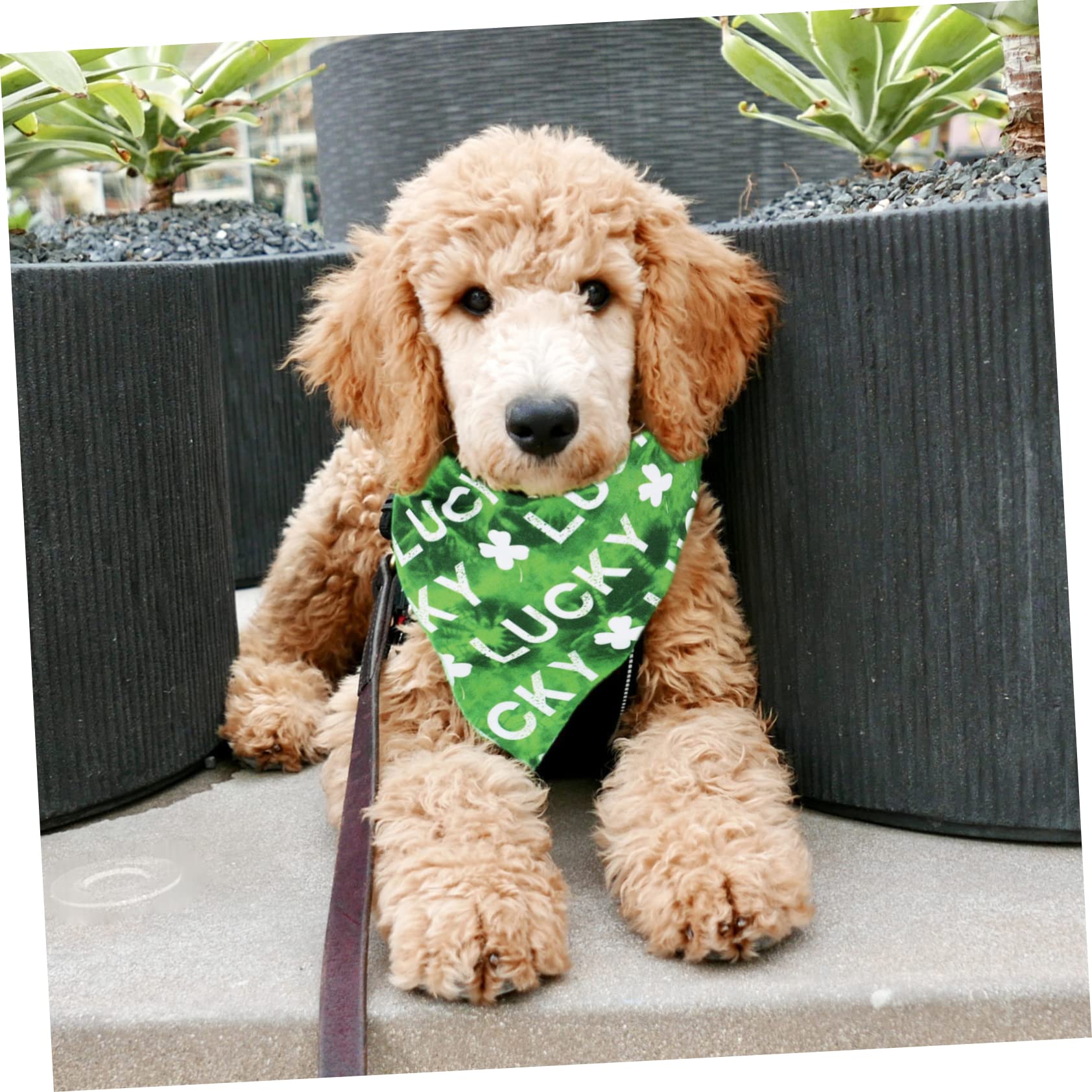 Toddmomy 8pièces Bandana Décoratif pour Chiens Et Écharpe Adorable pour Animaux De Compagnie pour Et Événements Spéciaux