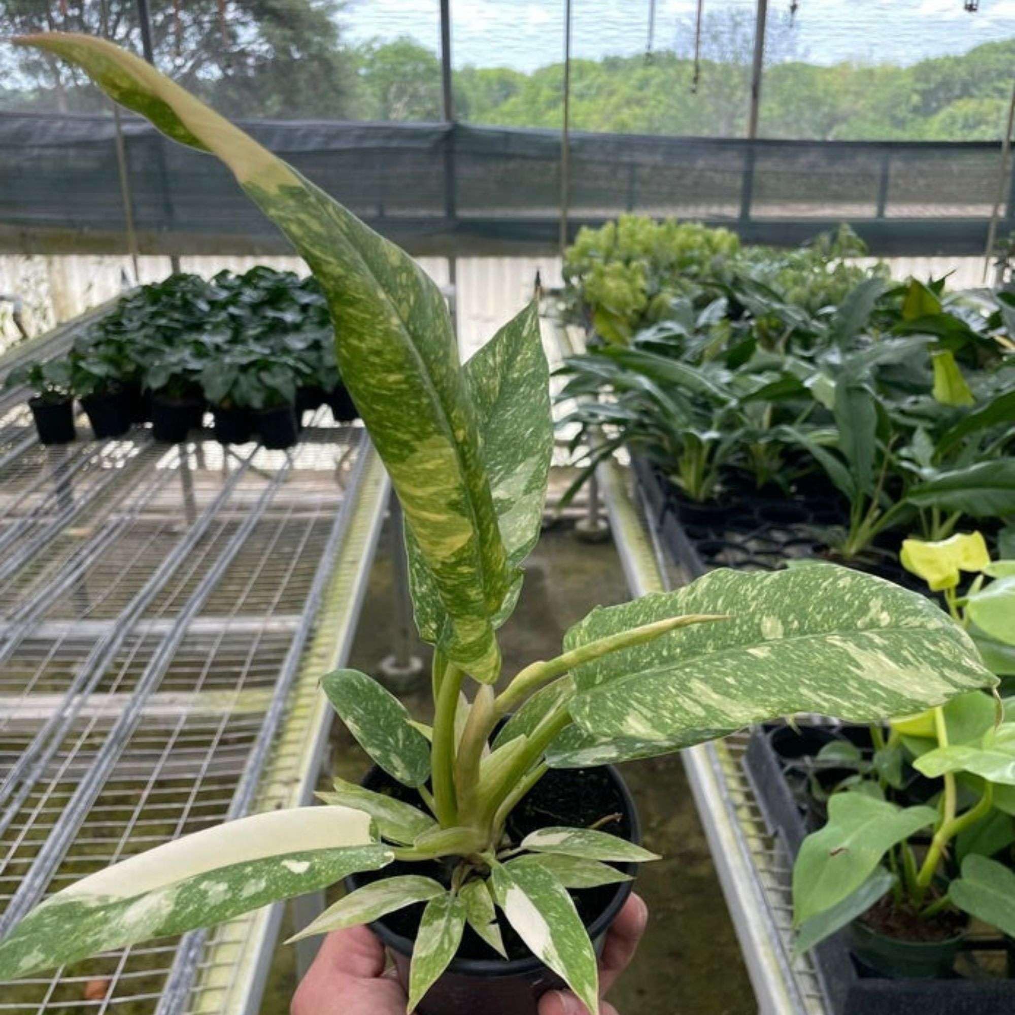 Philodendron Variegated Ring of Fire Live Plant
