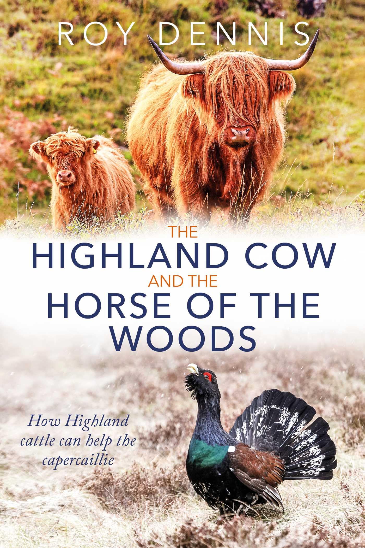 Highland Cow & the Horse of the Woods: How Highland cattle can help save the capercaillie