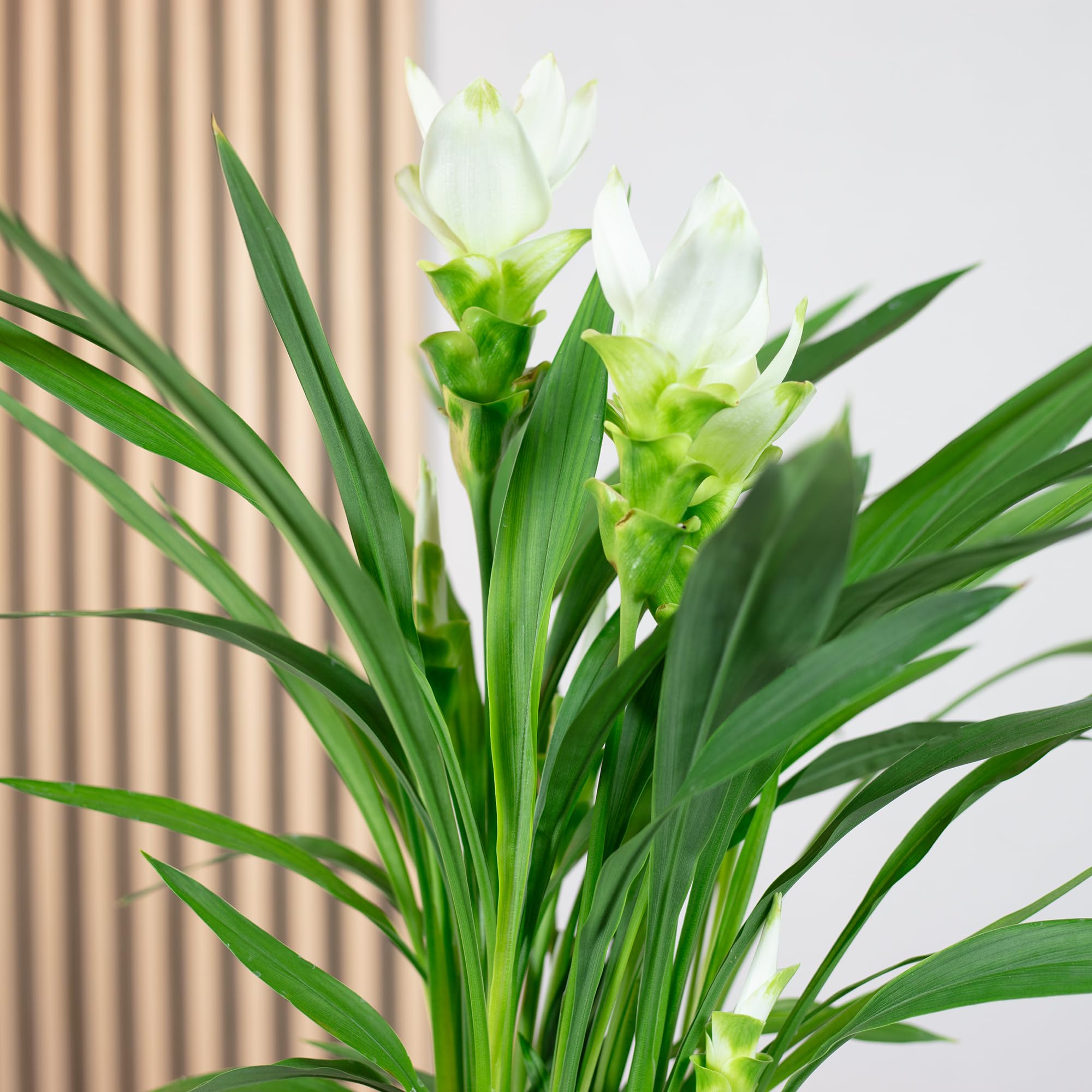 Kurkuma weiß - echte Zimmerpflanze, Curcuma alismatifolia - Höhe ca. 50 cm, Topf-Ø 14 cm