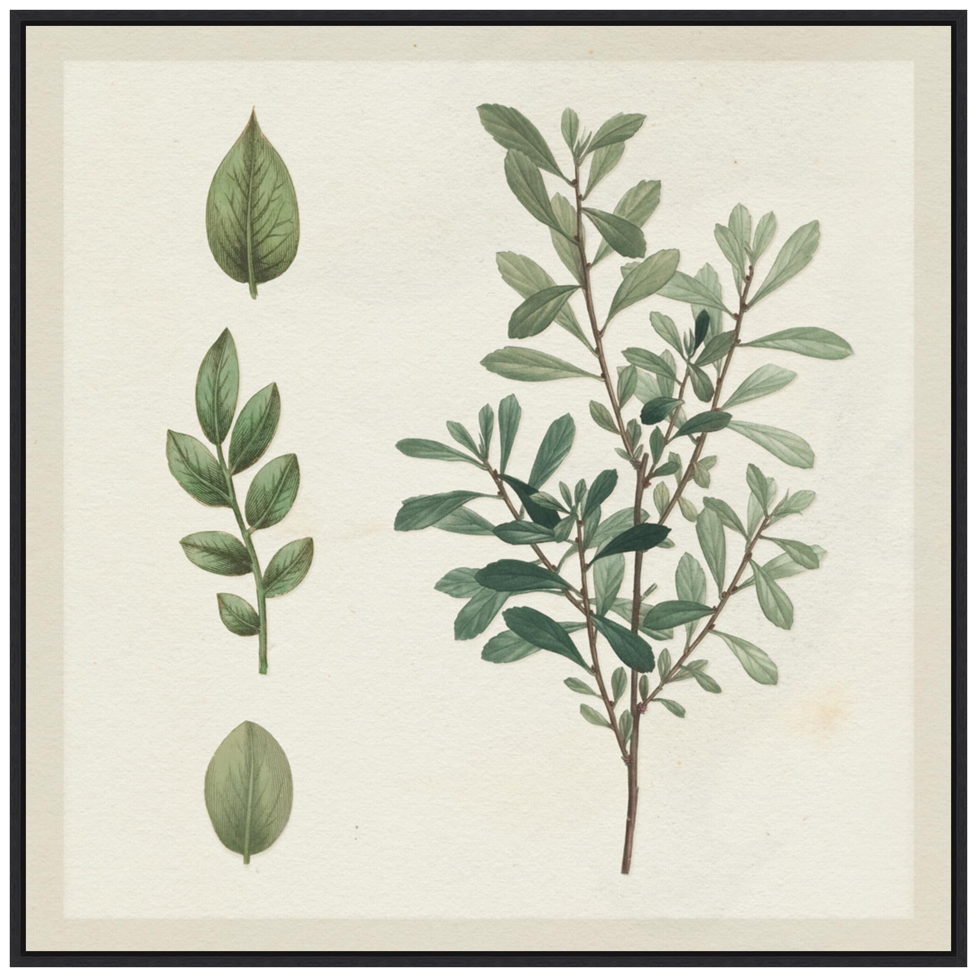 Amanti Art Framed Canvas Wall Art 30x30 Victorian Garden Chart III by Wild Apple Portfolio, Framed Wall Art Canvas, Flowers Artwork, Modern Decor, Large Poster Painting for Living Room, Bedroom,