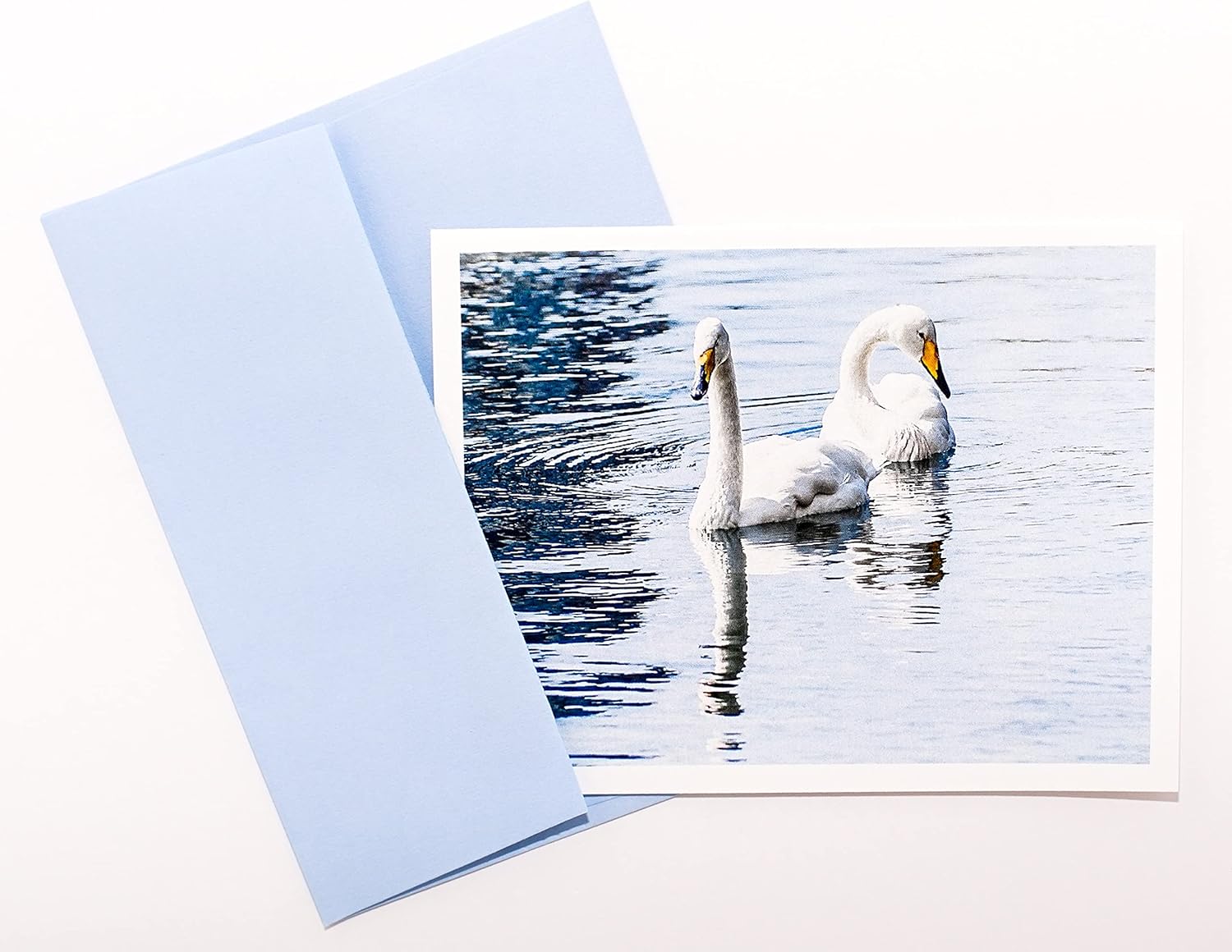 Bird Photography Smooth Note Cards 16 w/18 Colored Envelopes, Boxed Set (4.25"x 5.50") Blank Inside - Made in USA