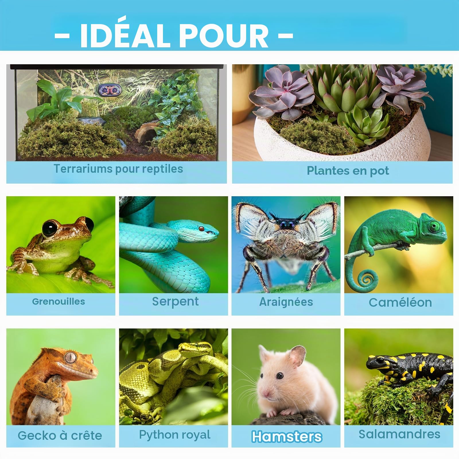 Riare Mousse de sphaigne Naturelle de qualité supérieure pour Reptiles - Mousse Verte Vivante pour Terrarium, éclosion, substrat de sphaigne forestière pour Serpents, Gecko (200g)