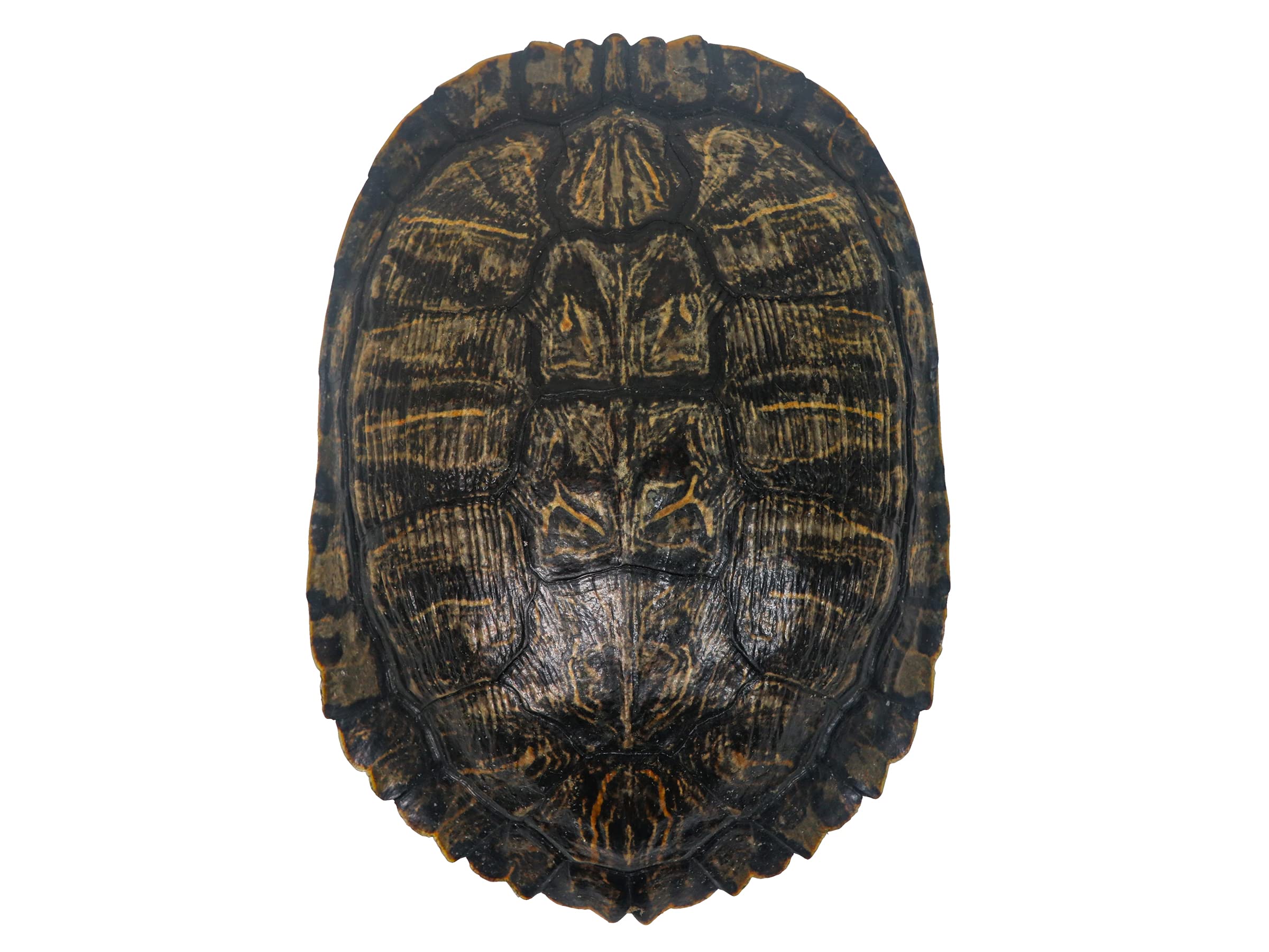 7-8" Red Ear Turtle Shell (227GS-0708)