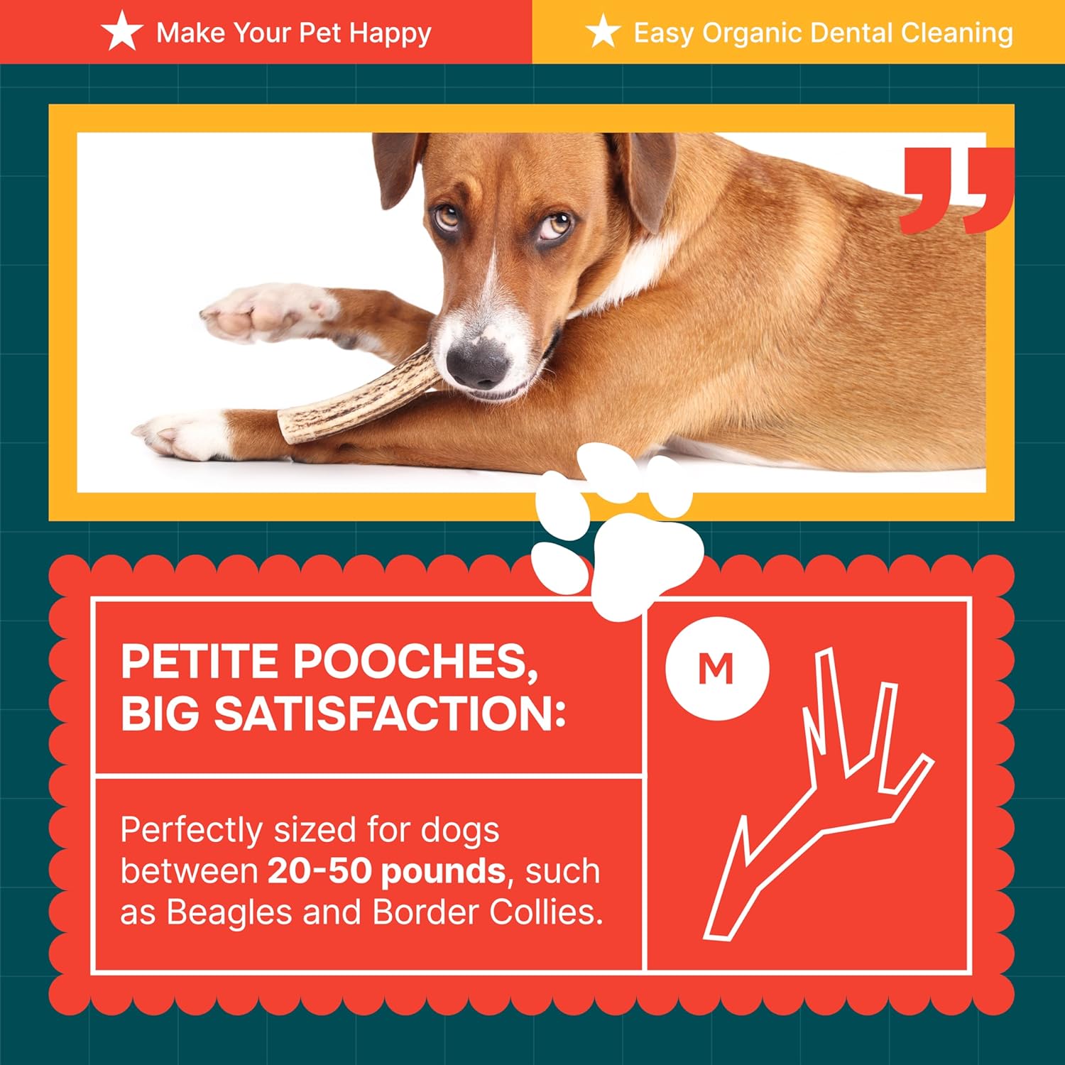 100% Natural - Elk Antlers for Dogs ( Split ) - Naturally Shed in USA - Dog Antler Chews Medium Breeds - Natural, Long-Lasting Treats for Aggressive Chewers - Dog Chews - No Smell & No Mess - Medium - Image 6