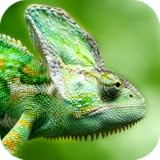 Lizard wallpapers Lizard Wallpaper
