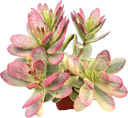 Miniatura 4 de Sprout N Green Crassula Platyphylla f. Variegata, 1 planta suculenta viva totalmente enraizada en maceta de 2 pulgadas, planta de interior y