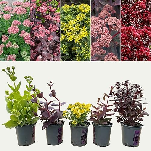 Sedum 'Stonecrop' Plant Mix - 9cm Pots - Ready to