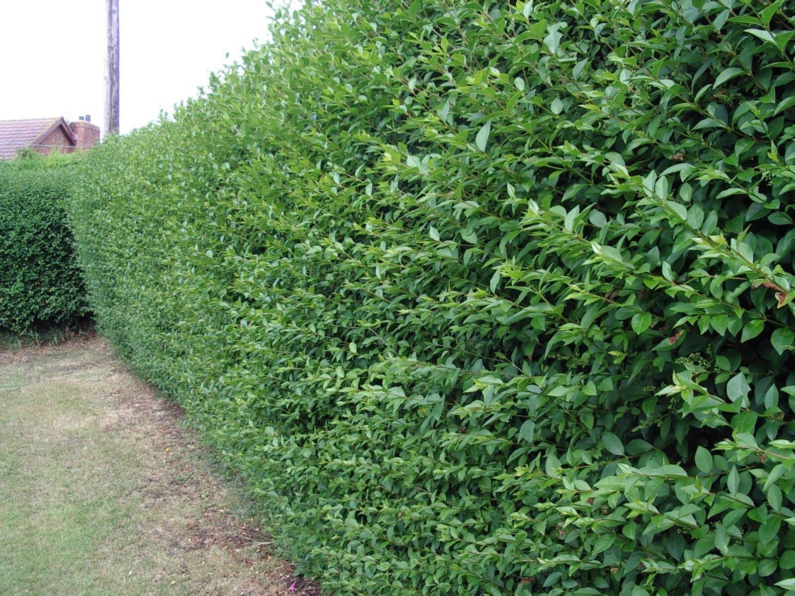 20 Green Privet Hedging Ligustrum Plants Hedge 40-60cm,Quick Growing Evergreen, Bare Root 3fatpigs®