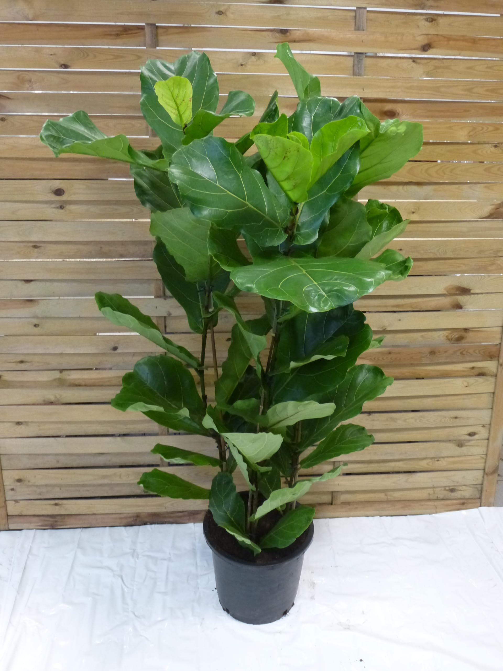 Palmenlager] - XXL Ficus lyrata 3er Tuff - 150 cm - Geigenfeige // groe  Bltter //Zimmerpflanze : Amazon.de: Garten