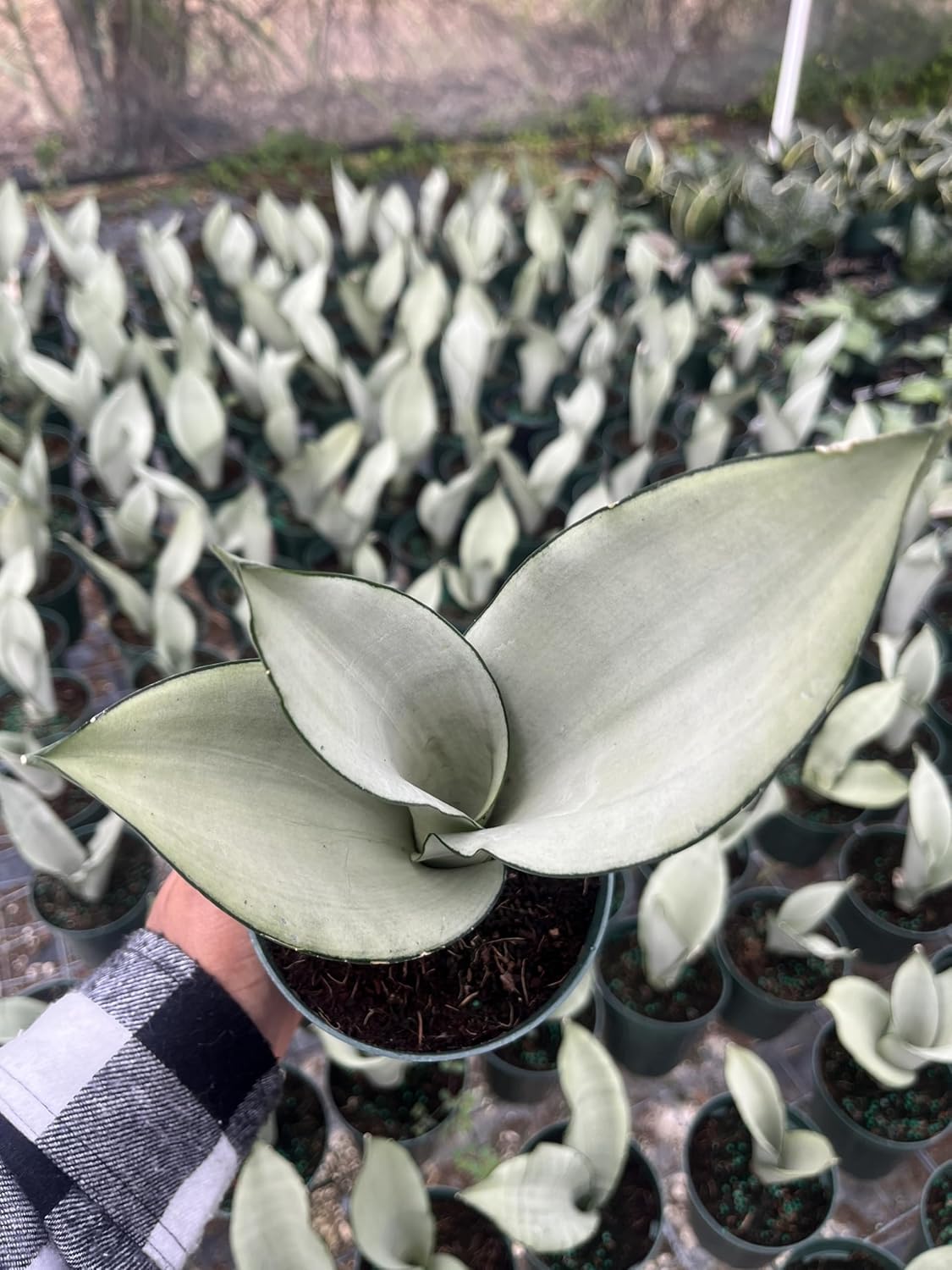 Moonshine Snake Plant – Sansevieria Moonshine – Rare Silvery Foliage – Easy Care Air Purifying Plant – Live Plant in 4” Pots