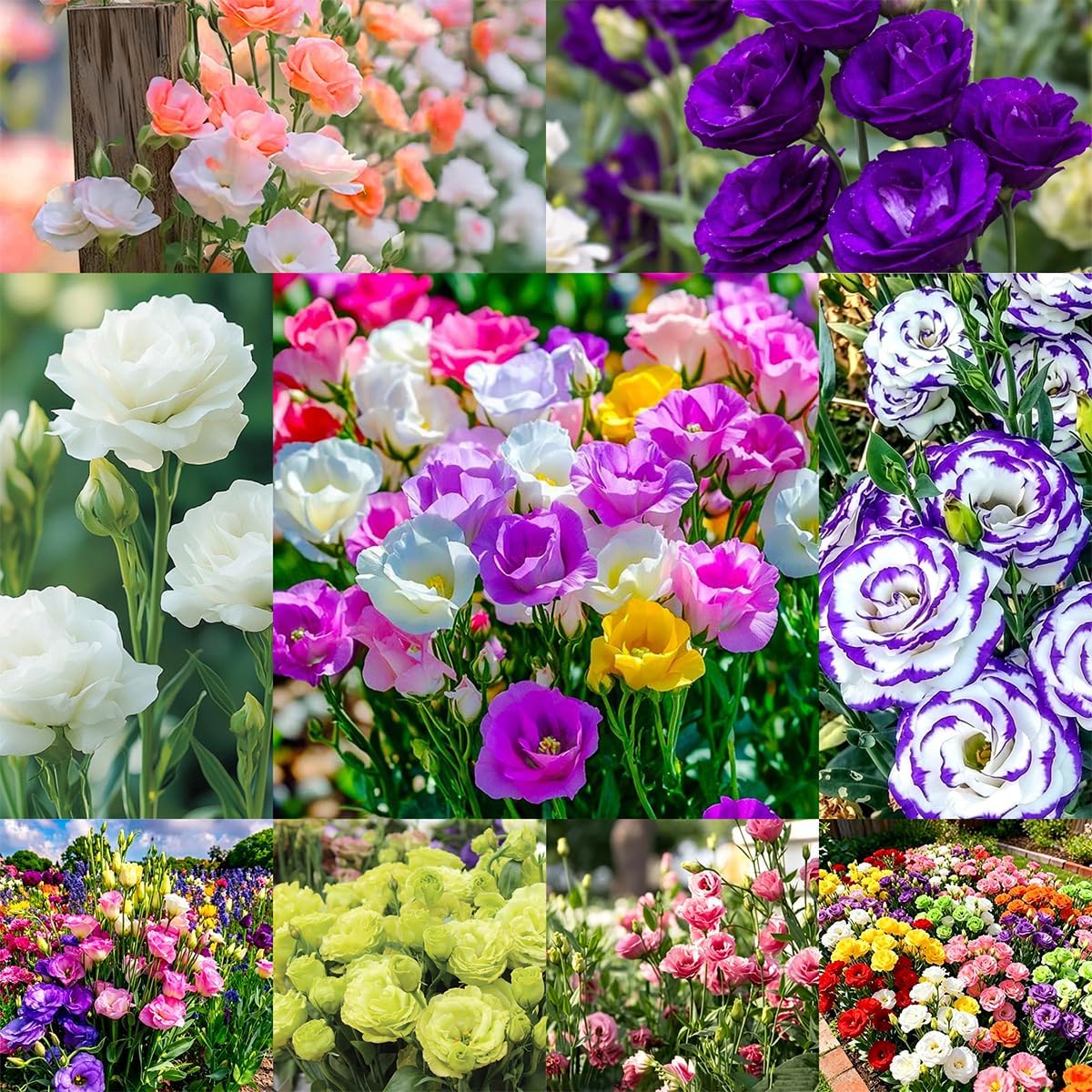 Flores