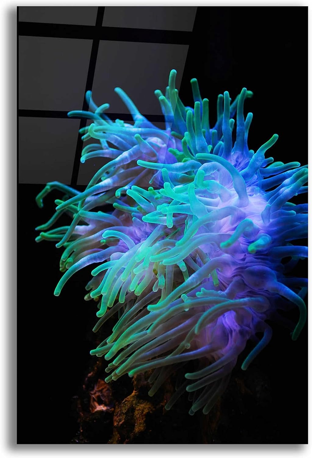 Epic Art 'Actinia' by Epic Portfolio Acrylic Glass Wall Art, 12"x16"