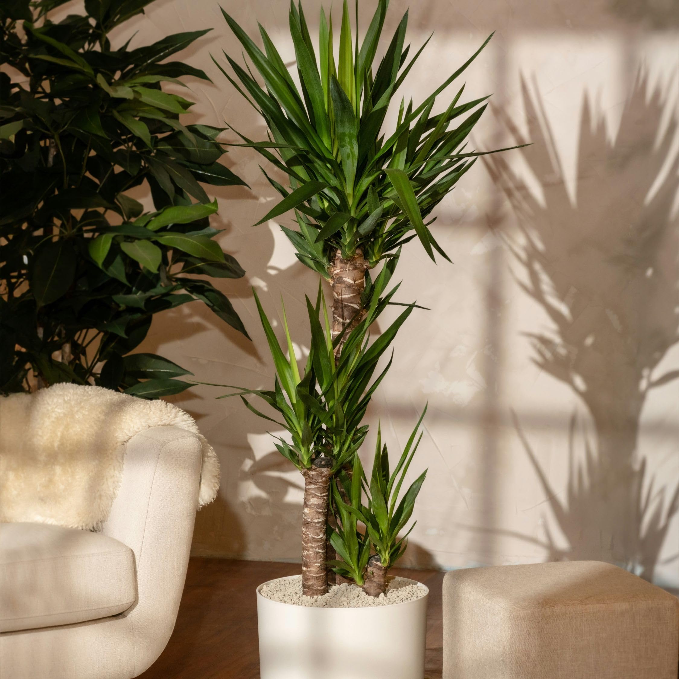 Plant in a Box - Tronchetto della felicità - Yucca elephantipes - Altezza 130-140cm - ⌀24cm