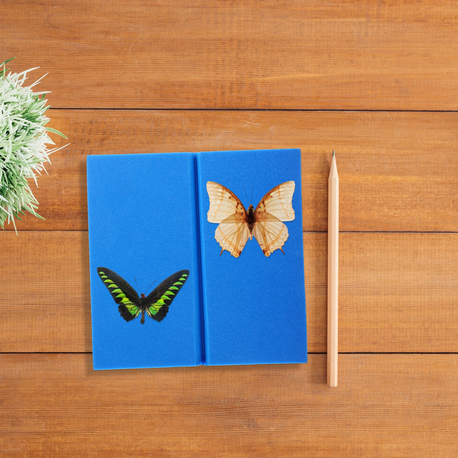 JECOMPRIS Pcs Butterfly Spreading Board Insect Specimen Mounting Kit Easy Pinning Tool Eva Foam Board