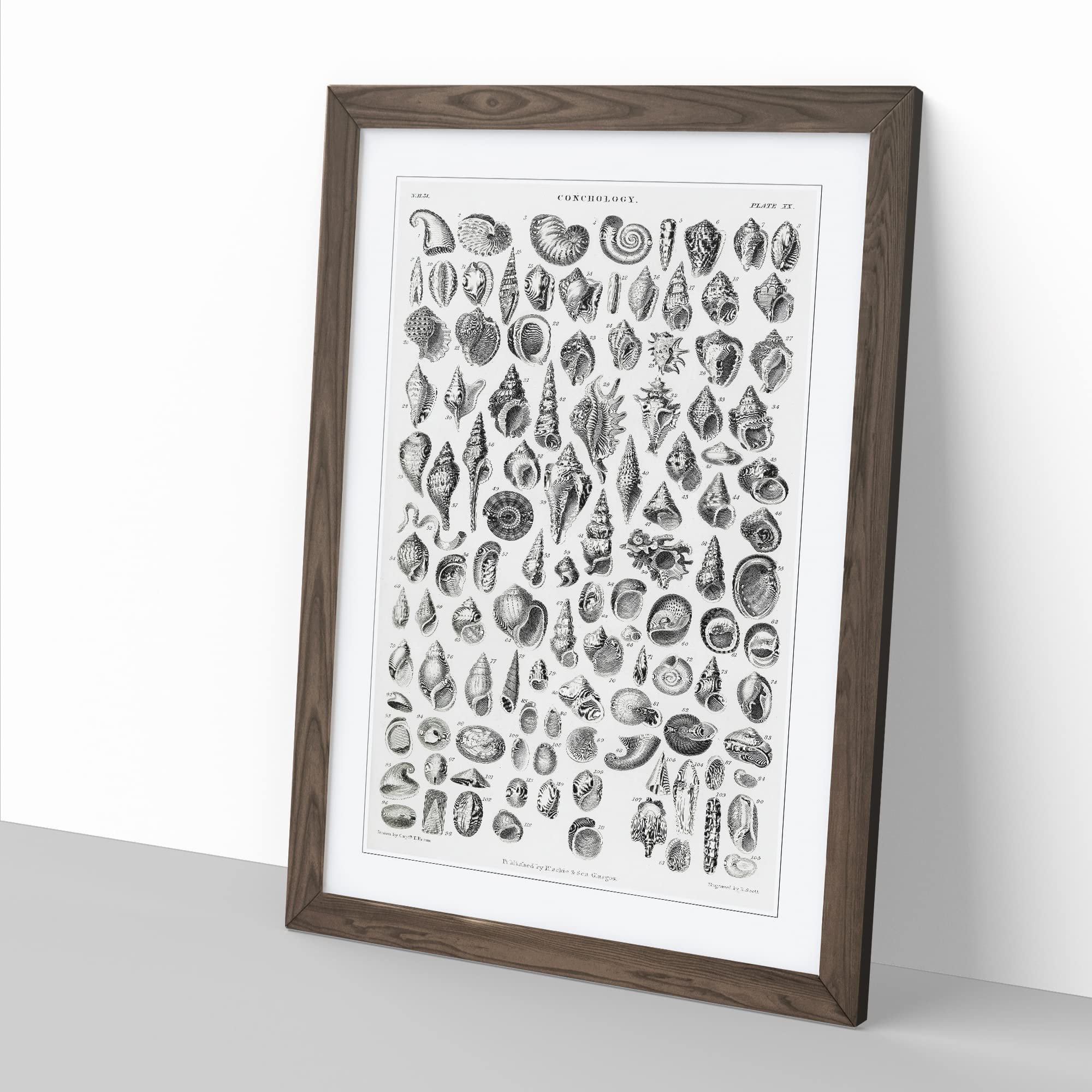 Study Of Mollusk Shells Xx By Oliver Goldsmith Vintage Framed Wall Art Print - Image 2