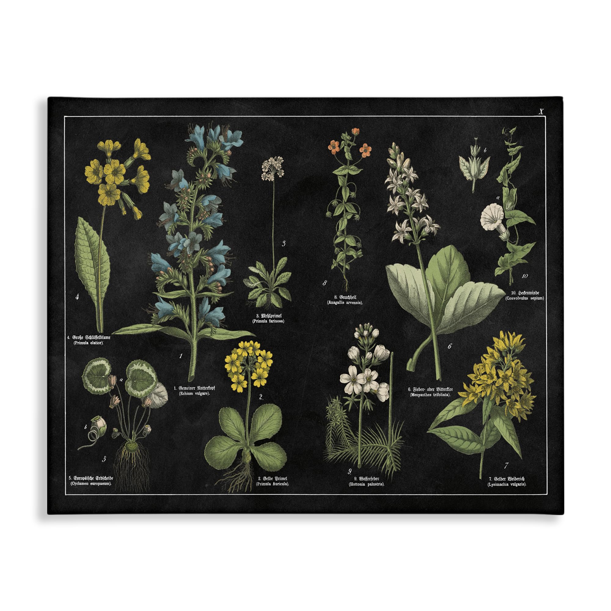 Stupell Industries 'Antique Wild Flower Chart', Canvas Art, 20 x 16 Inches, Easy to Hang and Sturdy, Made in USA, by Wild Apple Portfolio