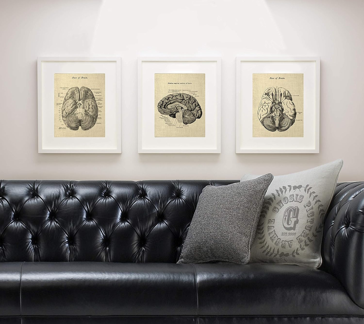 Gnosis Picture Archive Neuroscience Decor Gift set of 3 unframed Prints of Human Brain Anatomy Art