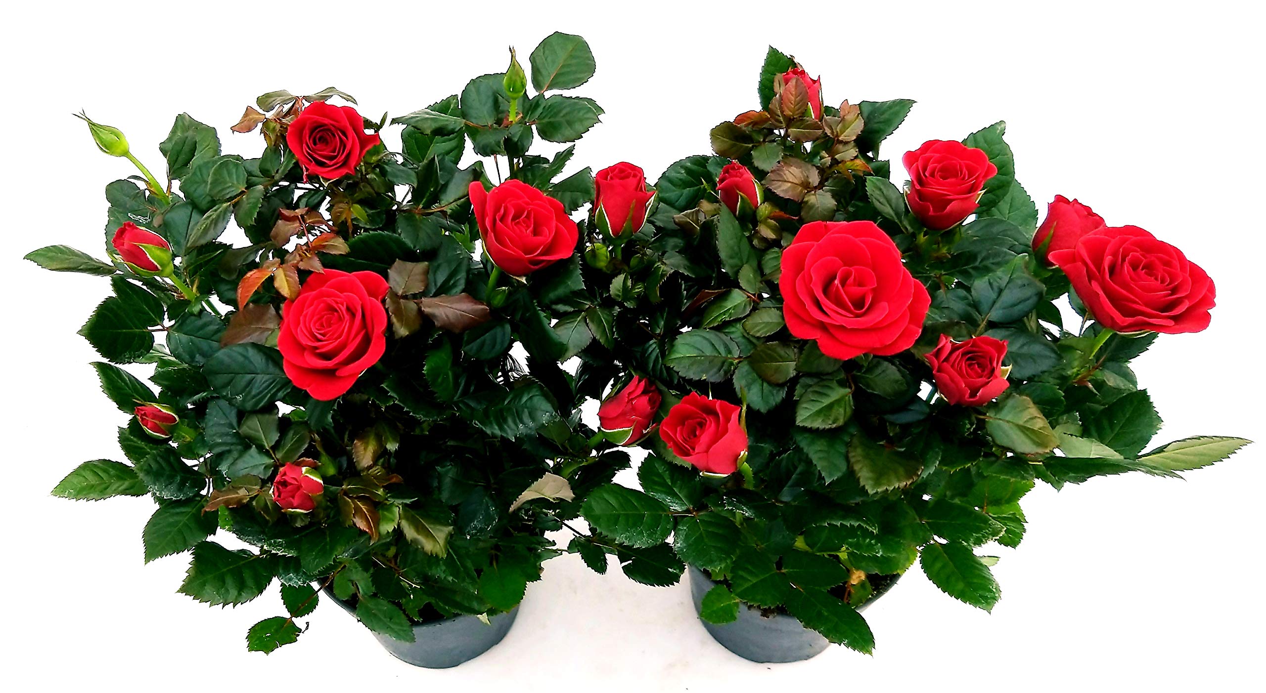 POWERS TO FLOWERS - ROSA DA GIARDINO RAMPICANTE e RIFIORENTE, ROSA ROSSA, 2 PIANTE, Piante Vere