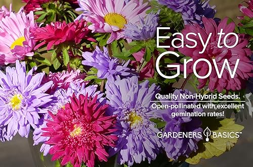 Miniatura 3 de Gardeners Basics Aster Powderpuff Mix Semillas de flores