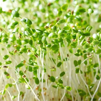 PREMIER SEEDS DIRECT - MICROGREEN/Sprouting Seeds - RED Clover - Organic (200 Grams)