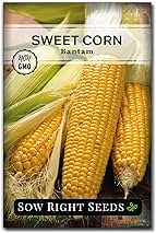 Sow Right Seeds - Bantam Sweet Corn Seed for Planting - Non-GMO Heirloom Packet with Instructions to Plant a Home Vegetable Garden - Grow Sweet Yellow Corn on The Cob - Tall Variety (1)