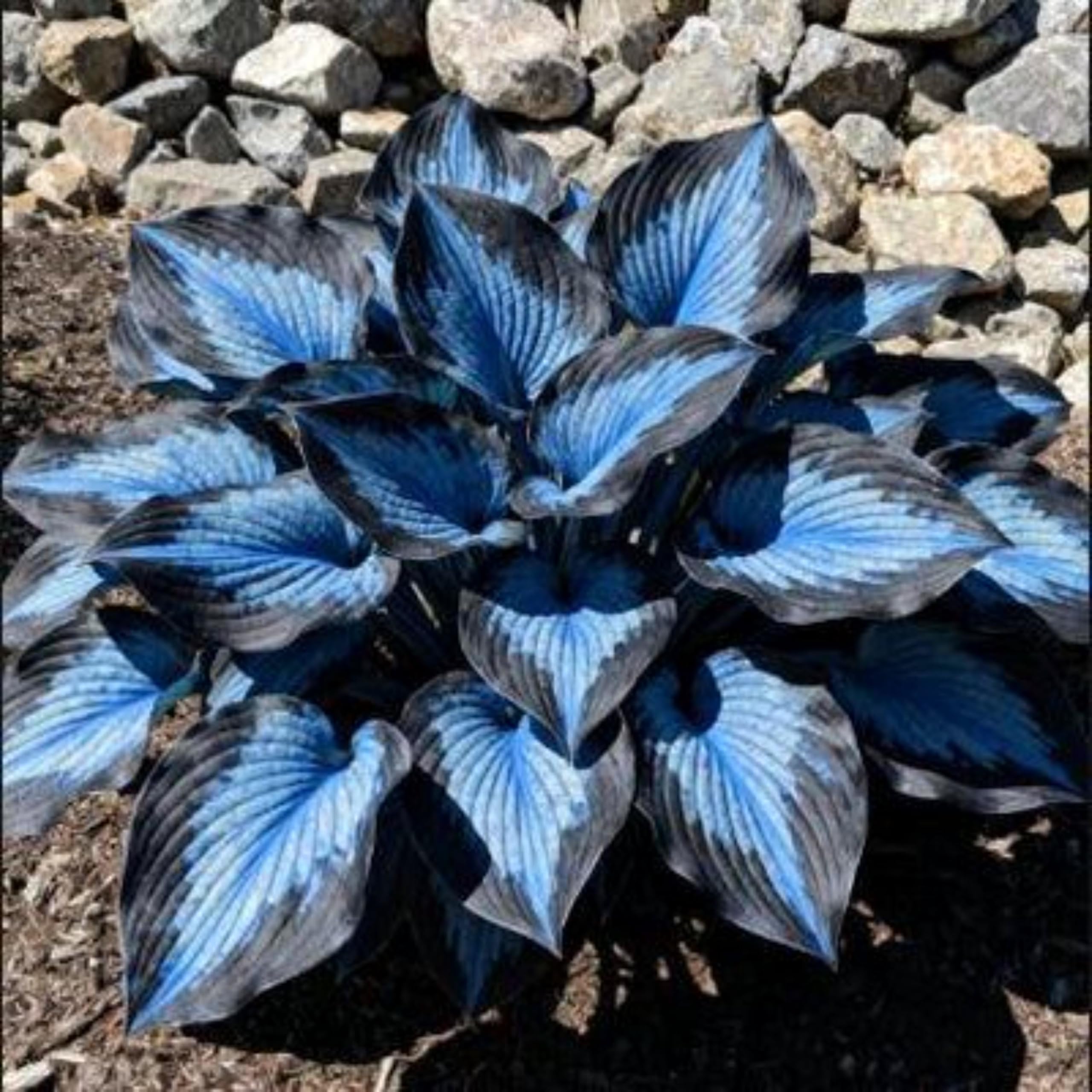 Garden Bulbs, Midnight Blue Hosta Bulbs Live, Hosta Plants for Sale, Excellent Display, Perennial, Easy Plant, Wedding Ornamental Flowers, 4bulbs-d