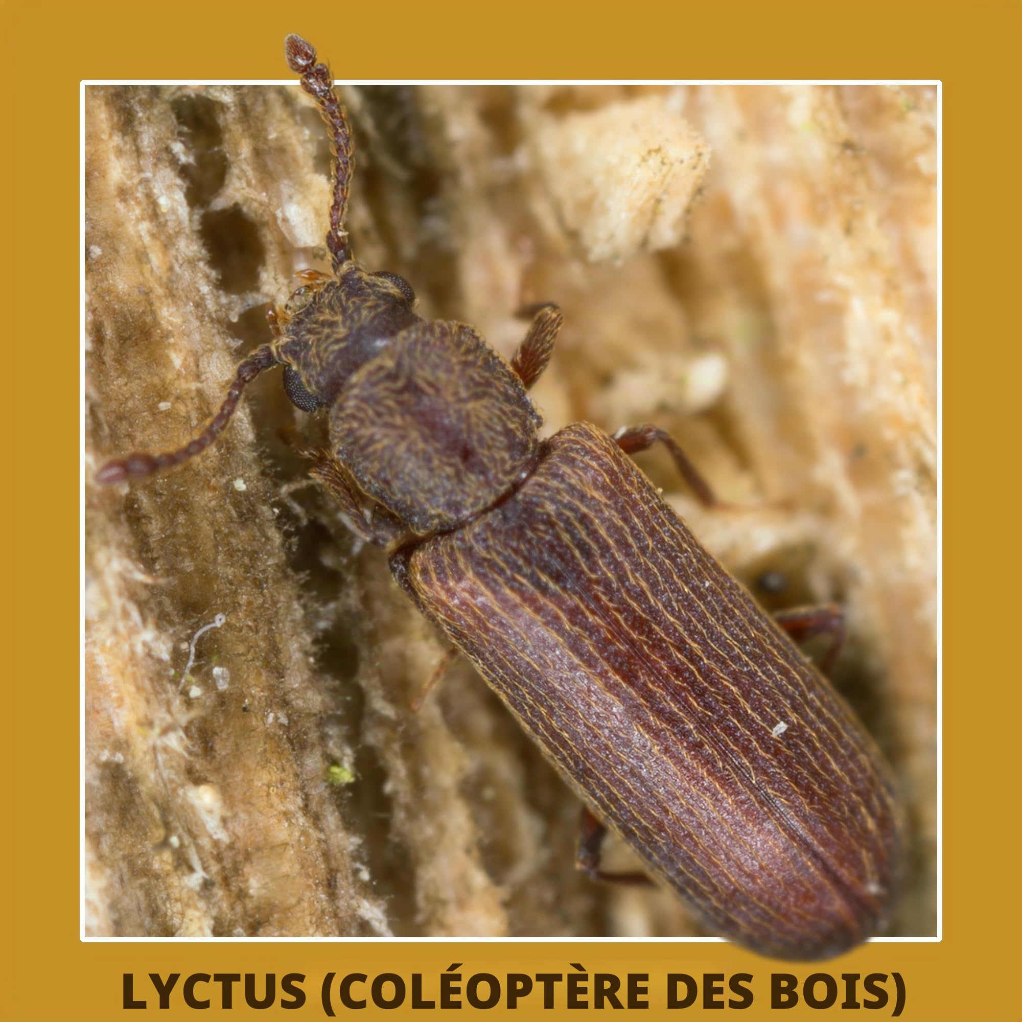 Soluguard Traitement Larves, Vers et Termites (5L) - Contre les Insectes Xylophages détruisant le Bois - Prêt à l'emploi et très Puissant