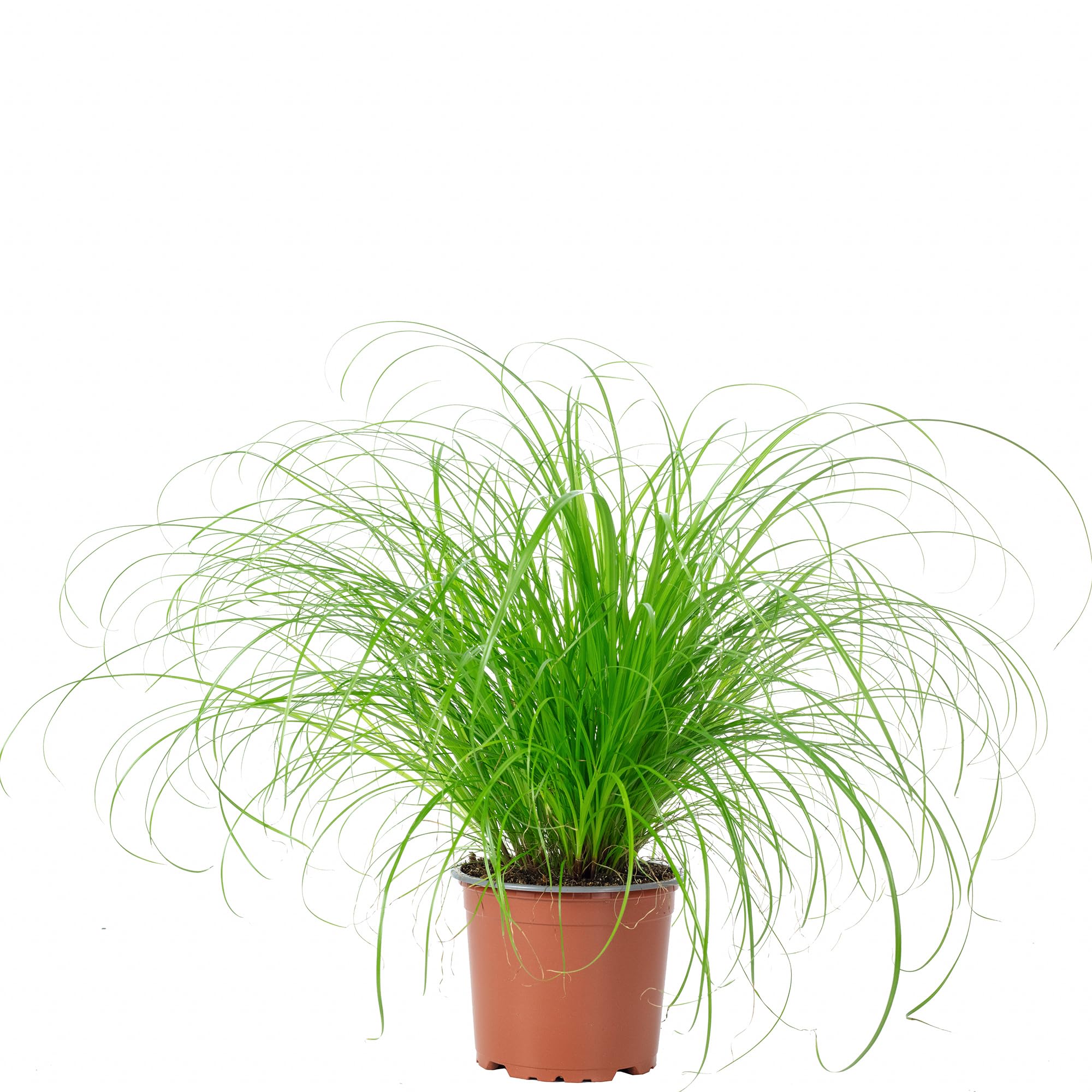 Echtes Katzengras - pflegeleichte Zimmerpflanze, Cyperus alternifolius "Zumula" - Höhe ca. 30 cm, Topf-Ø 12 cm